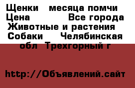 Щенки 4 месяца-помчи › Цена ­ 5 000 - Все города Животные и растения » Собаки   . Челябинская обл.,Трехгорный г.